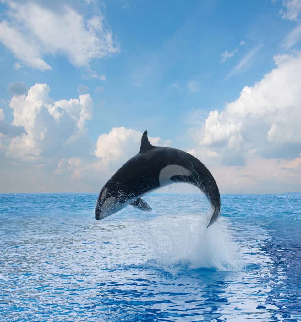 Killer whale/ orca jumping