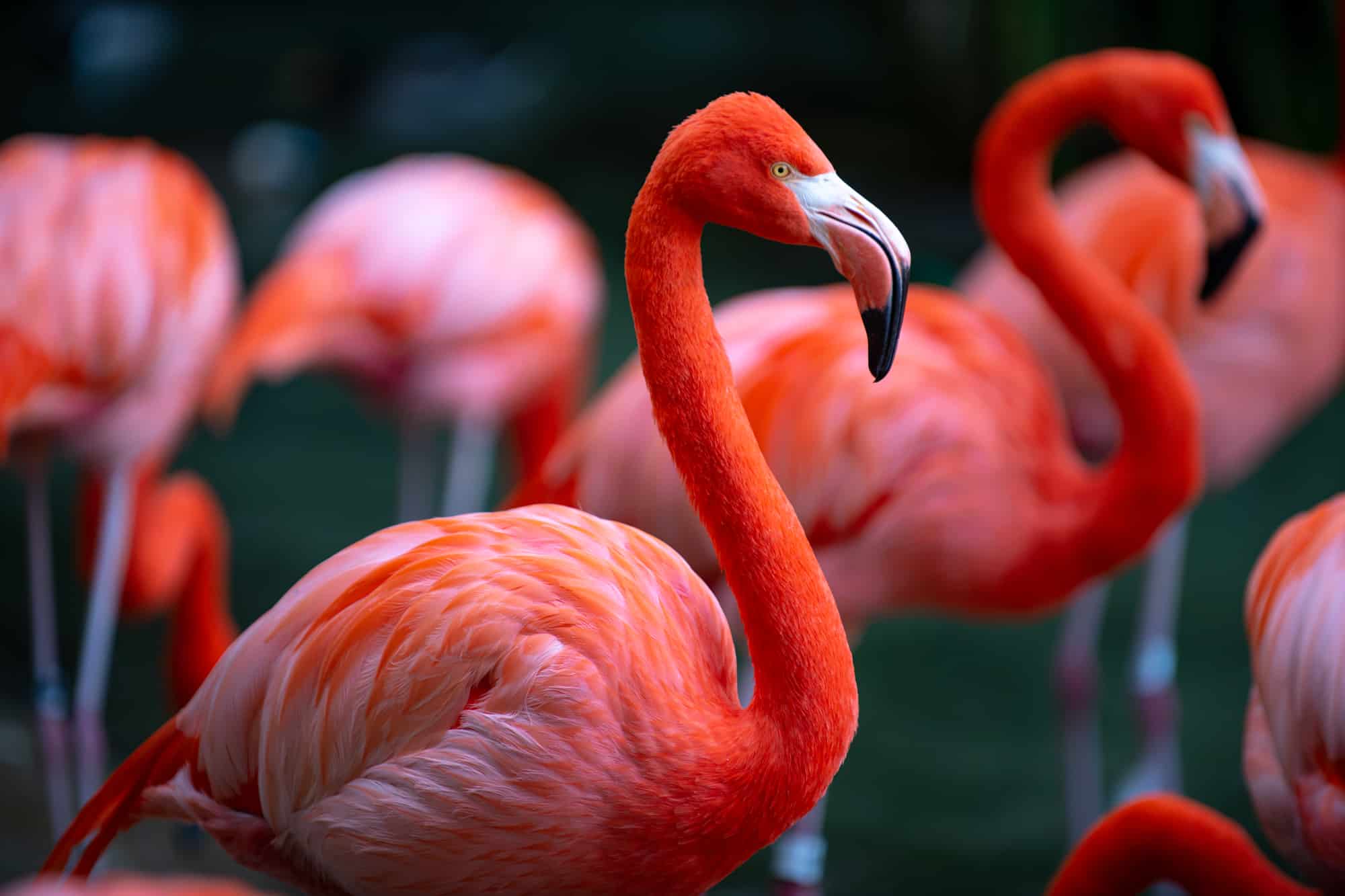 Greater flamingo, Phoenicopterus roseus. Colony of pink Flamingos grooming while wading in a pond.