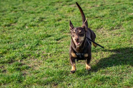 10 Weird Things Dogs Do and What They Really Mean