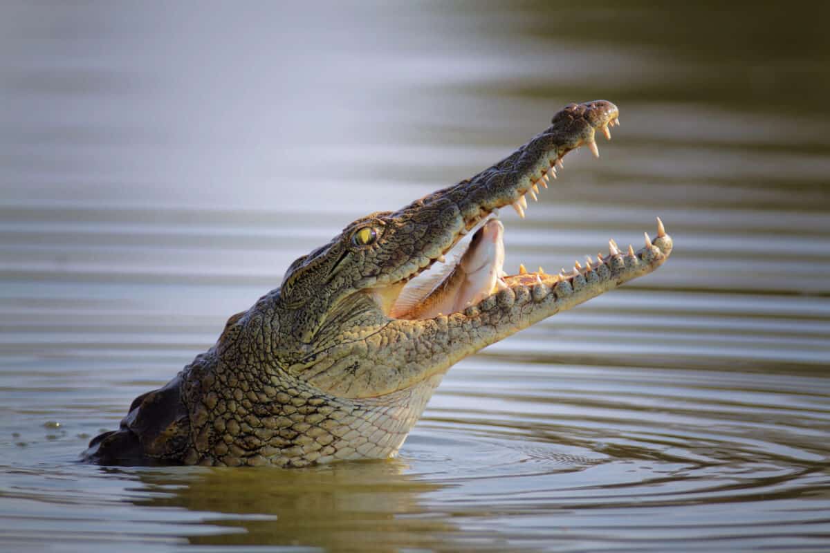 Crocodile enjoying the water