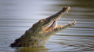 Crocodile enjoying the water