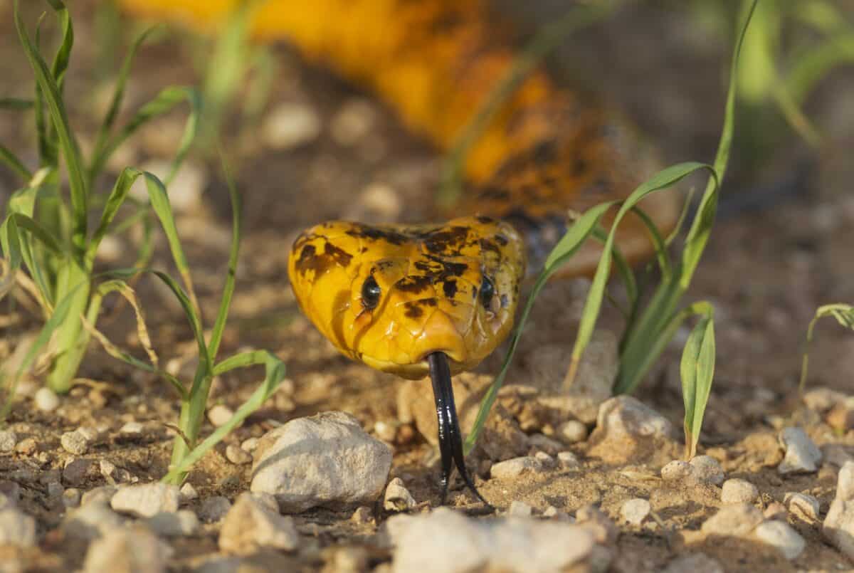 Cape Cobra (Naja nivea), sticking out tongue, during the rainy season in green grass, Kalahari Desert, Kgalagadi Transfrontier Park, South Africa, Africa. 