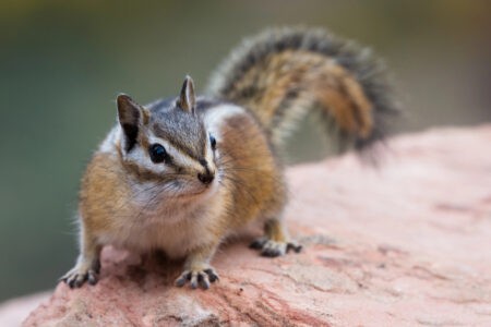Watch: Chipmunk Hides In Girl’s Hair