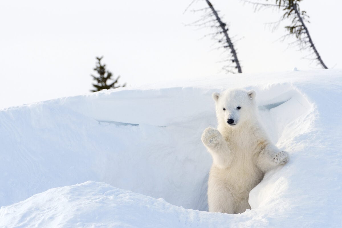 Polar bear (Ursus maritimus) cub coming out den