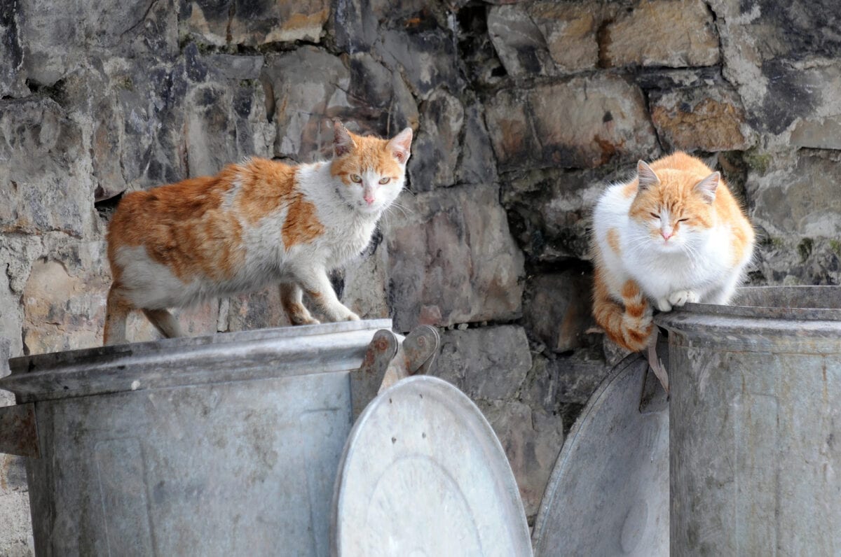 Stray cats by bin. 