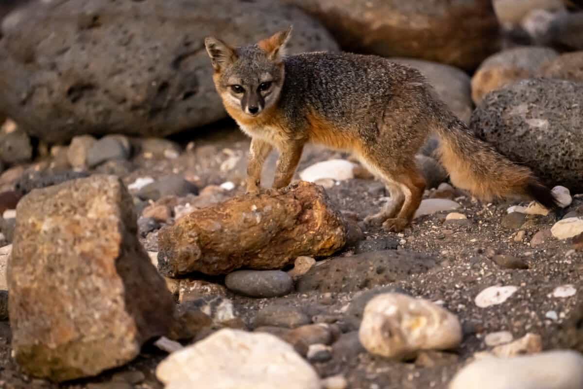 Channel Islands Fox Scurries Over Rocks on the Beach on Santa Cruz Island.  