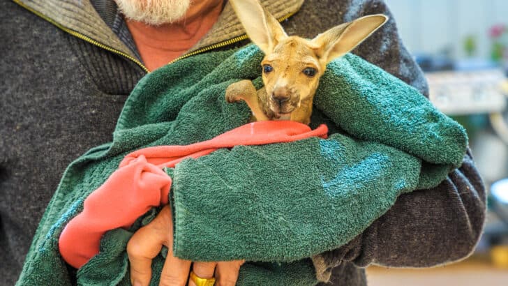 Family Rescued And Raised An Abandoned Baby Kangaroo