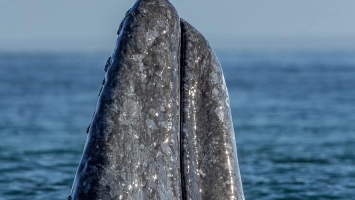 Extremely Rare Sighting of a Gray Whale in the Atlantic Ocean