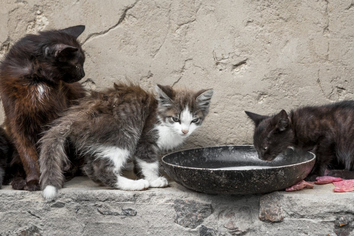 Kittens drinking water. 