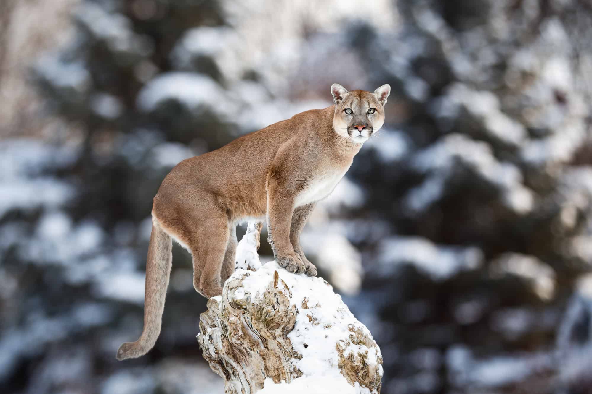 cougar