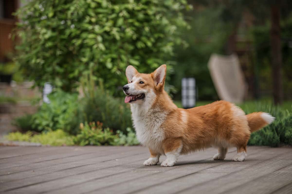 Pembroke Welsh Corgi