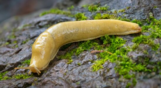 10 Dangerous Animals in the Pacific Northwest — And 3 Harmless Creatures You’ll Love to Spot