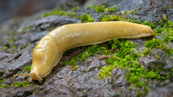 10 Dangerous Animals in the Pacific Northwest — And 3 Harmless Creatures You’ll Love to Spot