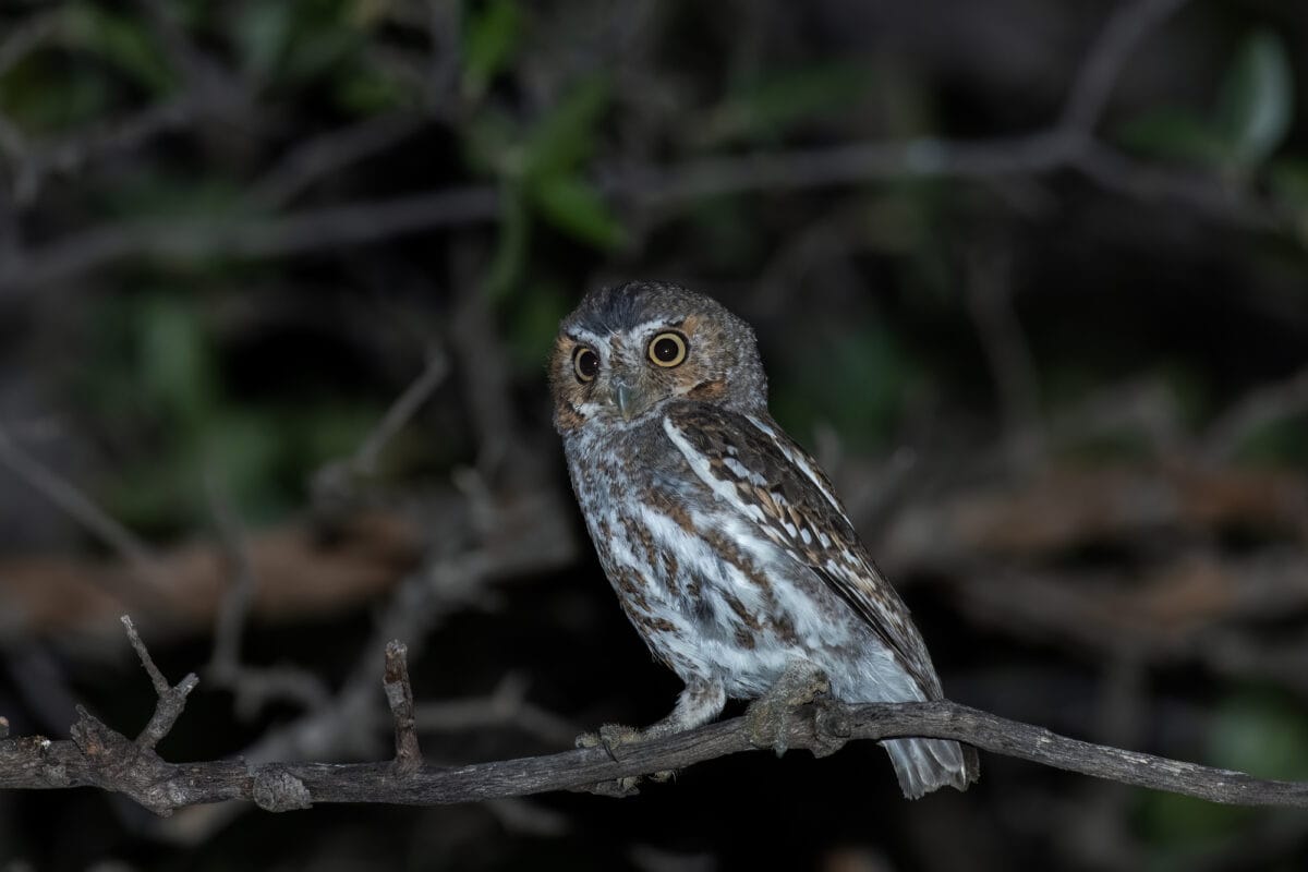 elf owl