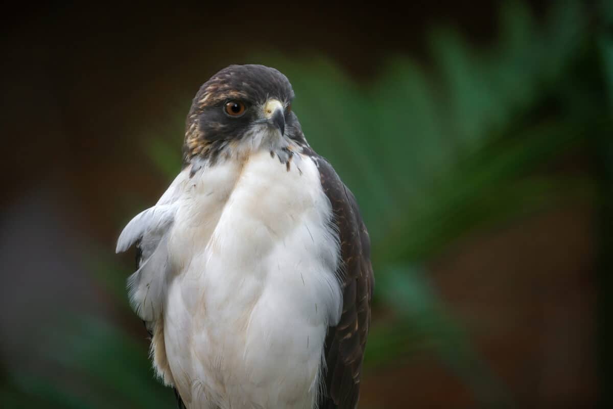 white tailed hawk