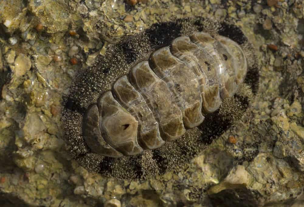 Chitons