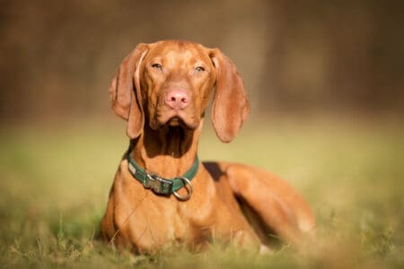 10 Dog Breeds That Love Car Rides &mdash; And 3 That Get Car Sick