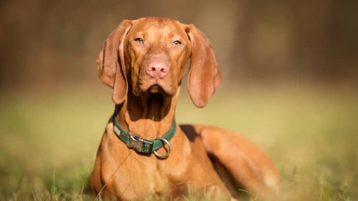 10 Dog Breeds That Love Car Rides — And 3 That Get Car Sick