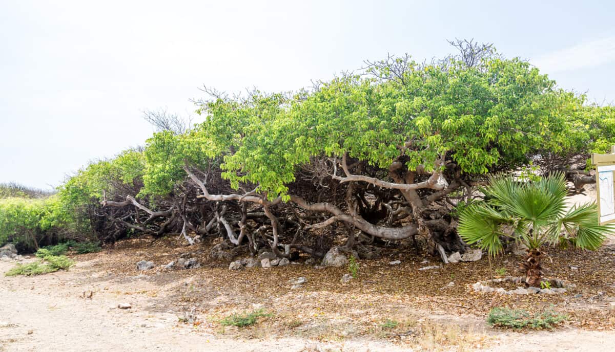 Manchineel tree