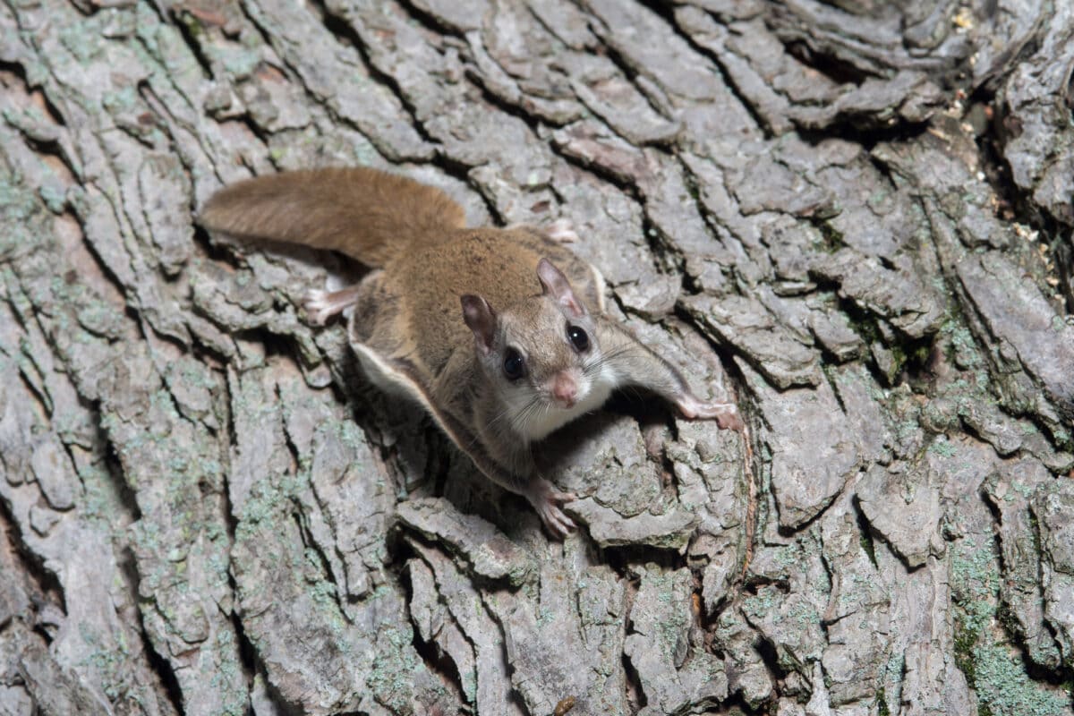 fliegendes Eichhörnchen