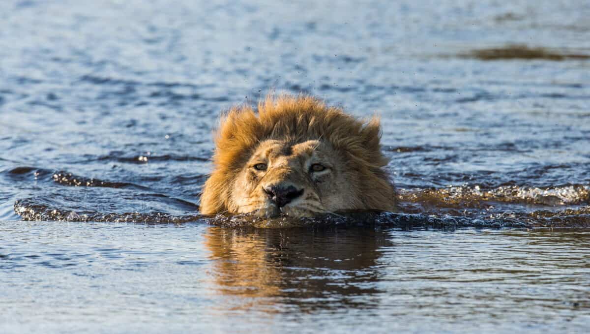 Male lion swimming