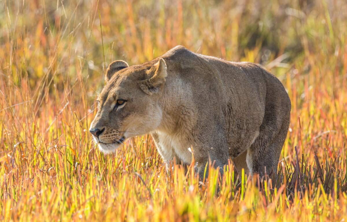Female lion hunting