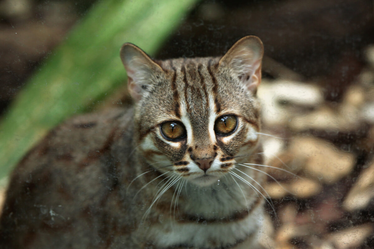Rusty-spotted cat (Prionailurus rubiginosus)