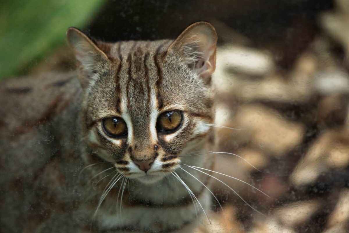 Rusty-spotted cat (Prionailurus rubiginosus).