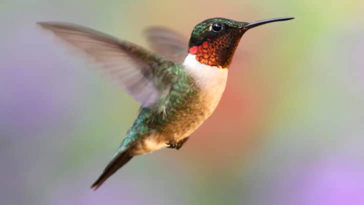 Hummingbird Season in America