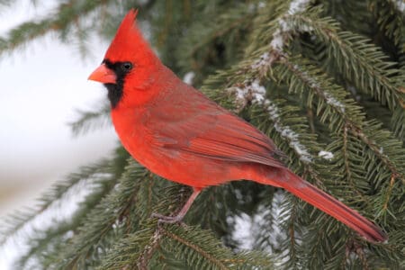 12 Birds You Can Spot in U.S. Backyards