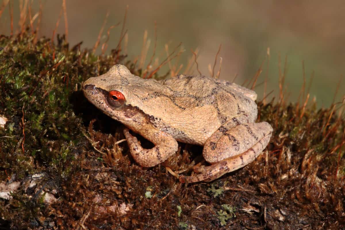 Spring Peeper