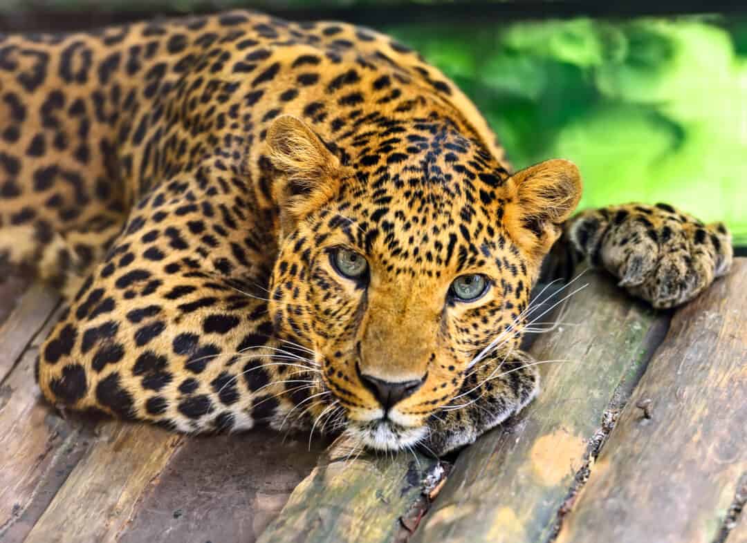 Animaux commençant par L – Liste complète, images et faits