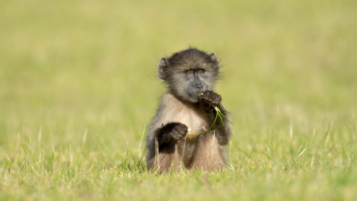 Baboons That Grieve Like Humans