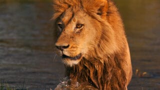 Male lion walking through the water