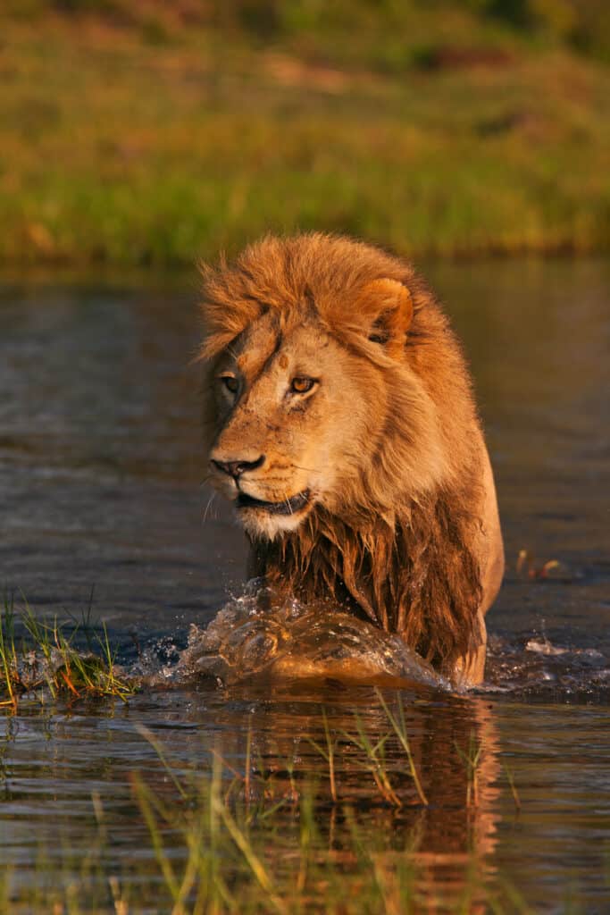 Male lion walking through the water