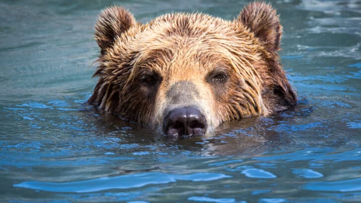 Watch: Bear Swimming In A Swiss City Canal