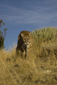 Two Brothers Attacked by Mountain Lion in California, One Dead