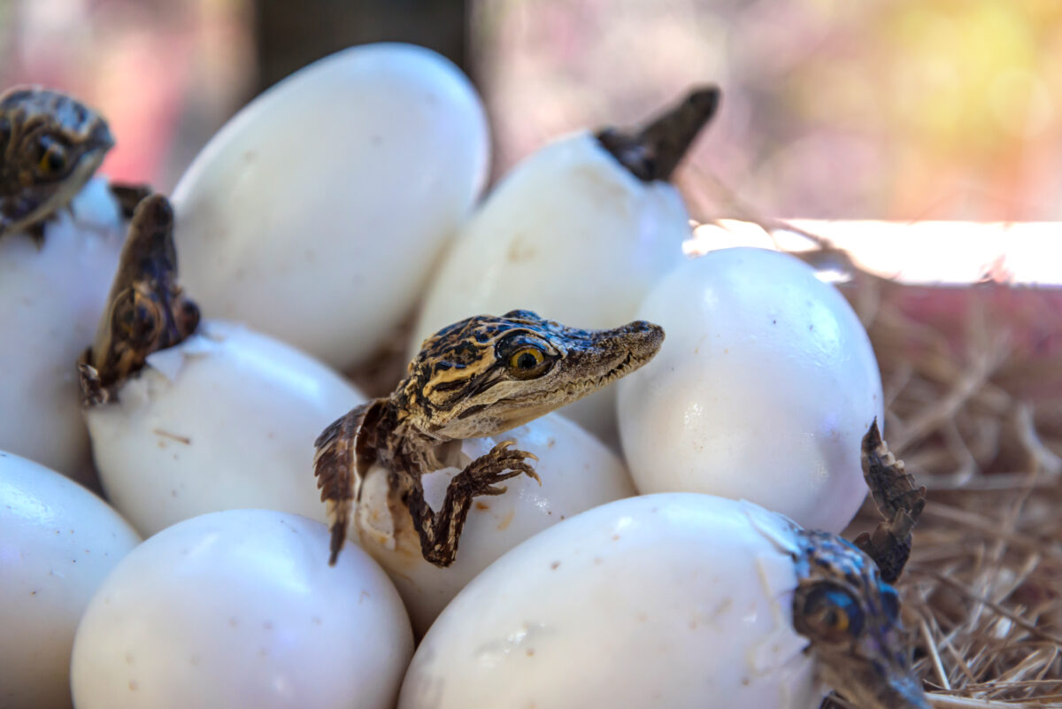 Crocodile eggs hatching 