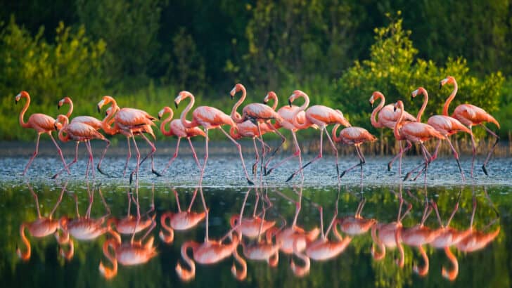 A Journey of Pink: Exploring the Migration of Flamingos