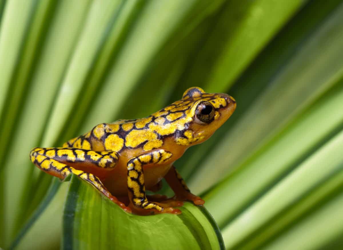 Harlequin Frog