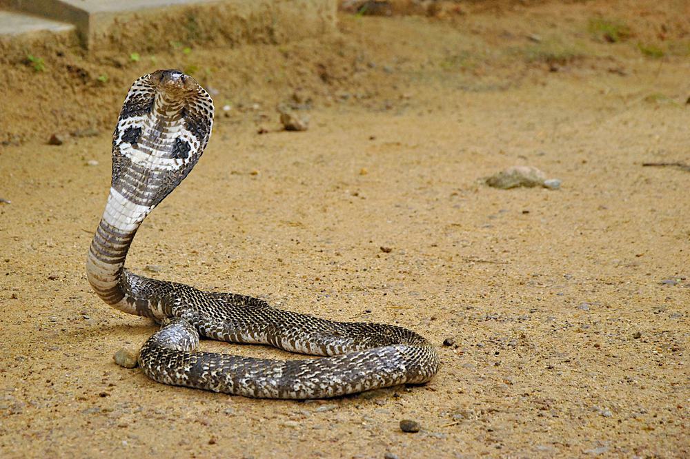 king cobra snake