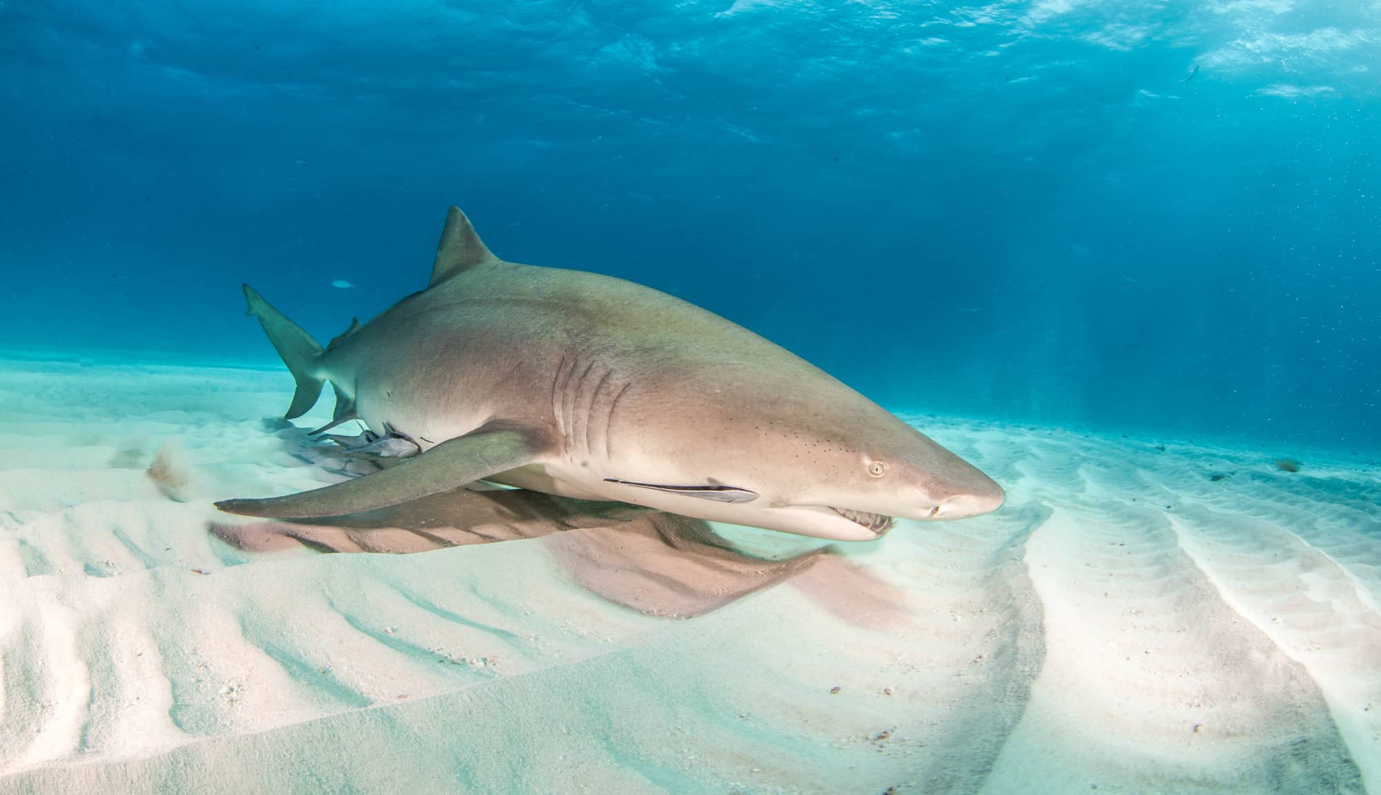 Lemon shark