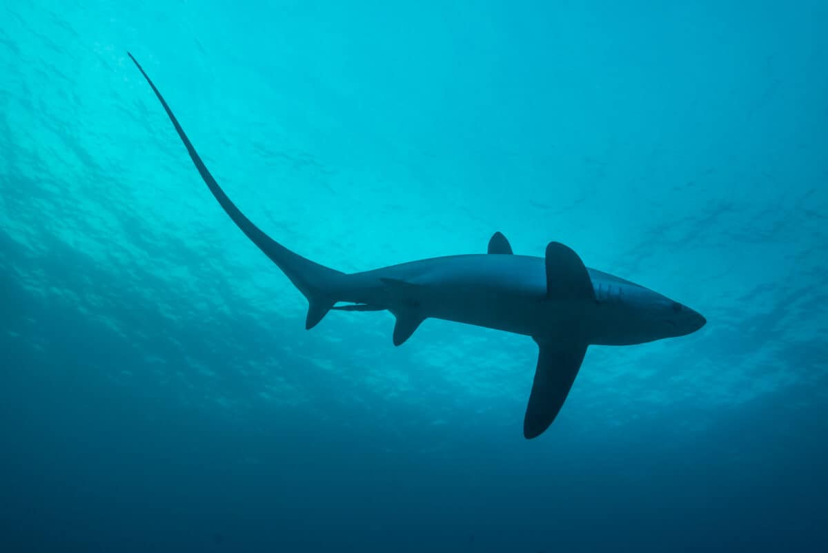 Thresher shark in profile, showing extremely long tail.
