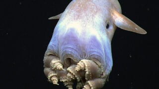 Dumbo octopus