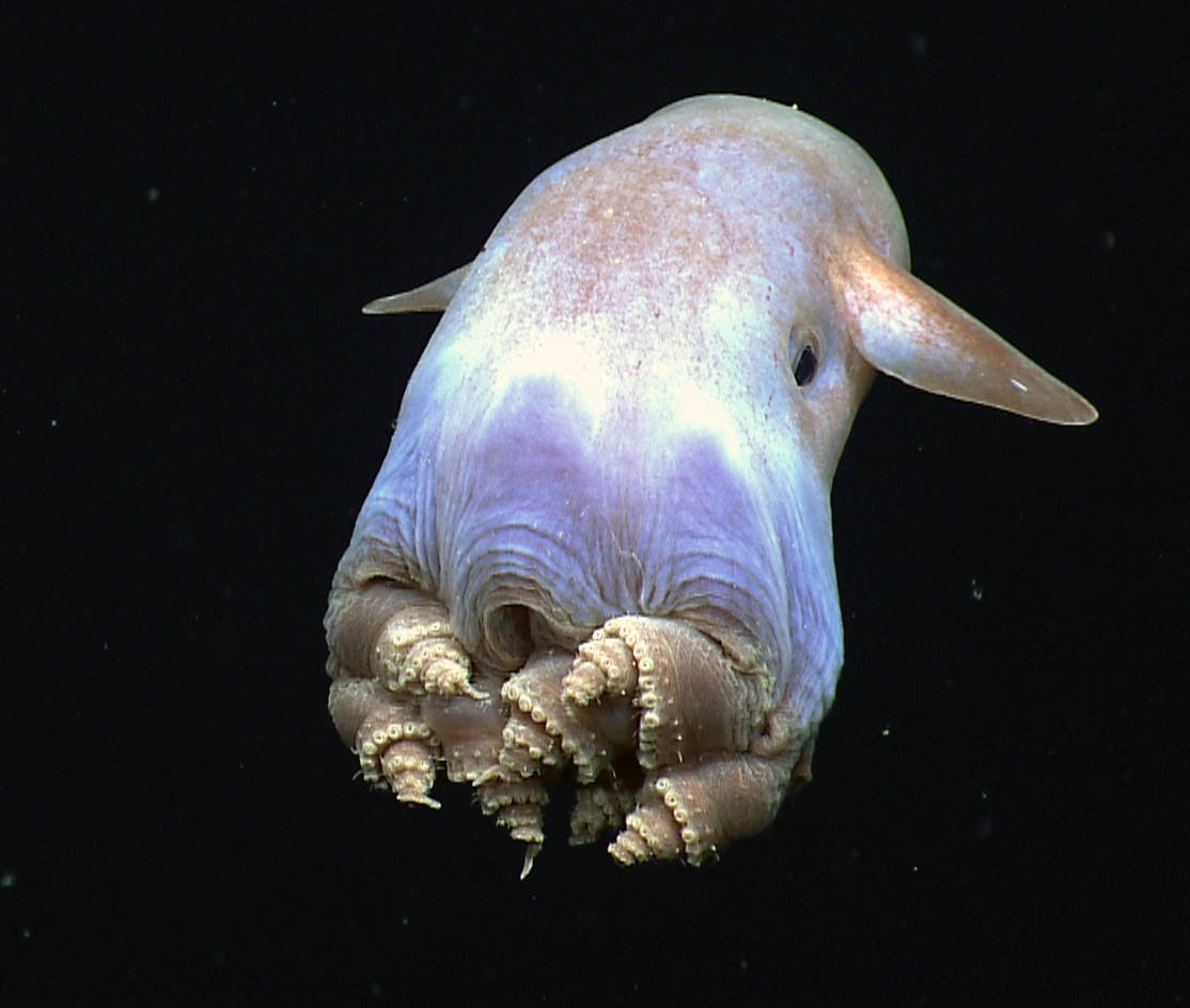 Dumbo octopus