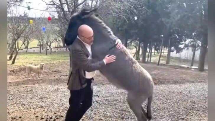 Orphaned Donkey Refuses to Stop Hugging Her Rescuer