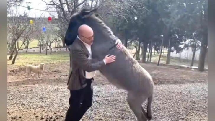 Watch: Orphaned Donkey Refusing to Stop Hugging Her Rescuer