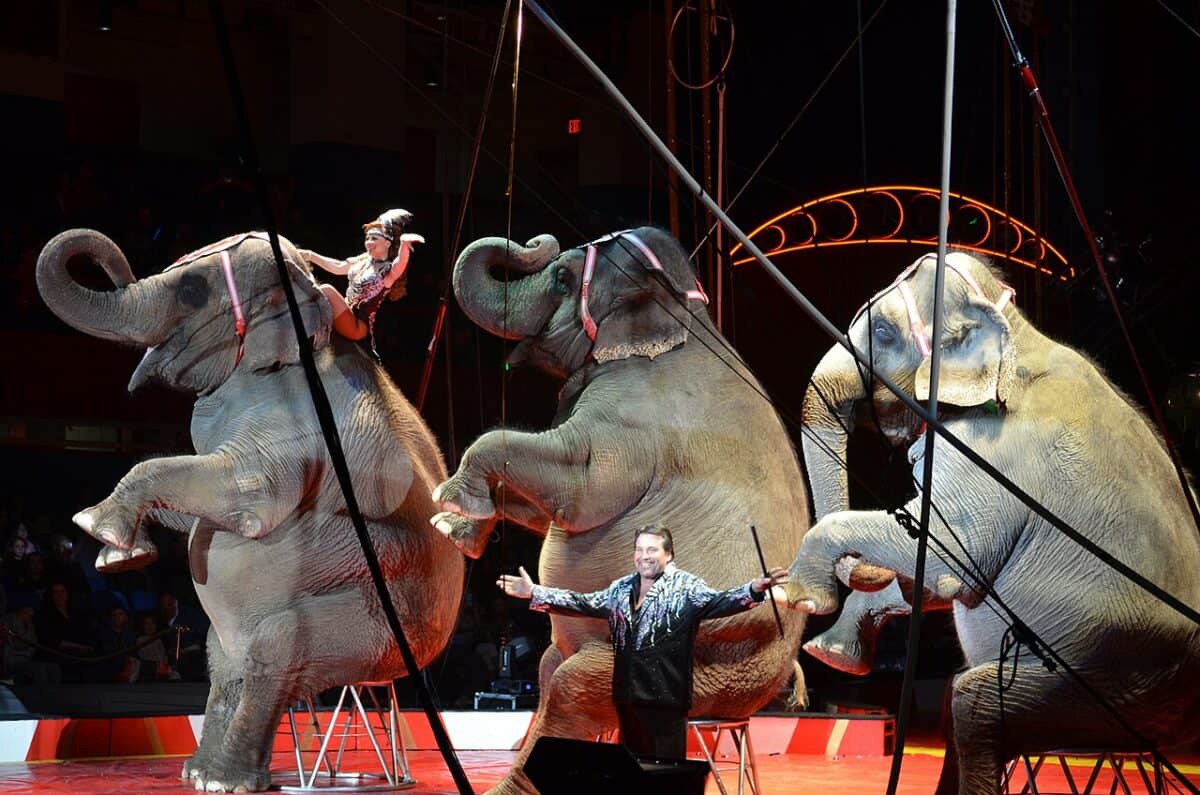 elephants circus