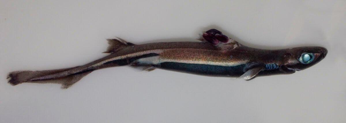The Velvet Belly Lantern Shark, Etmopterus spinax, parasitized with 3 specimens of the barnacle Anelasma squalicola, situated on the first dorsal fin.