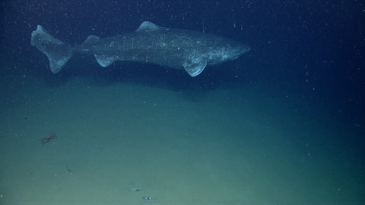 Deep sea fish. A Greenland shark (Somniosus microcephalus).